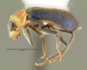 Media type: image;   Entomology 612667 Aspect: habitus lateral view